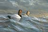 Fall Winds Canvasbacks